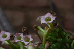 Nicotiana tabacum